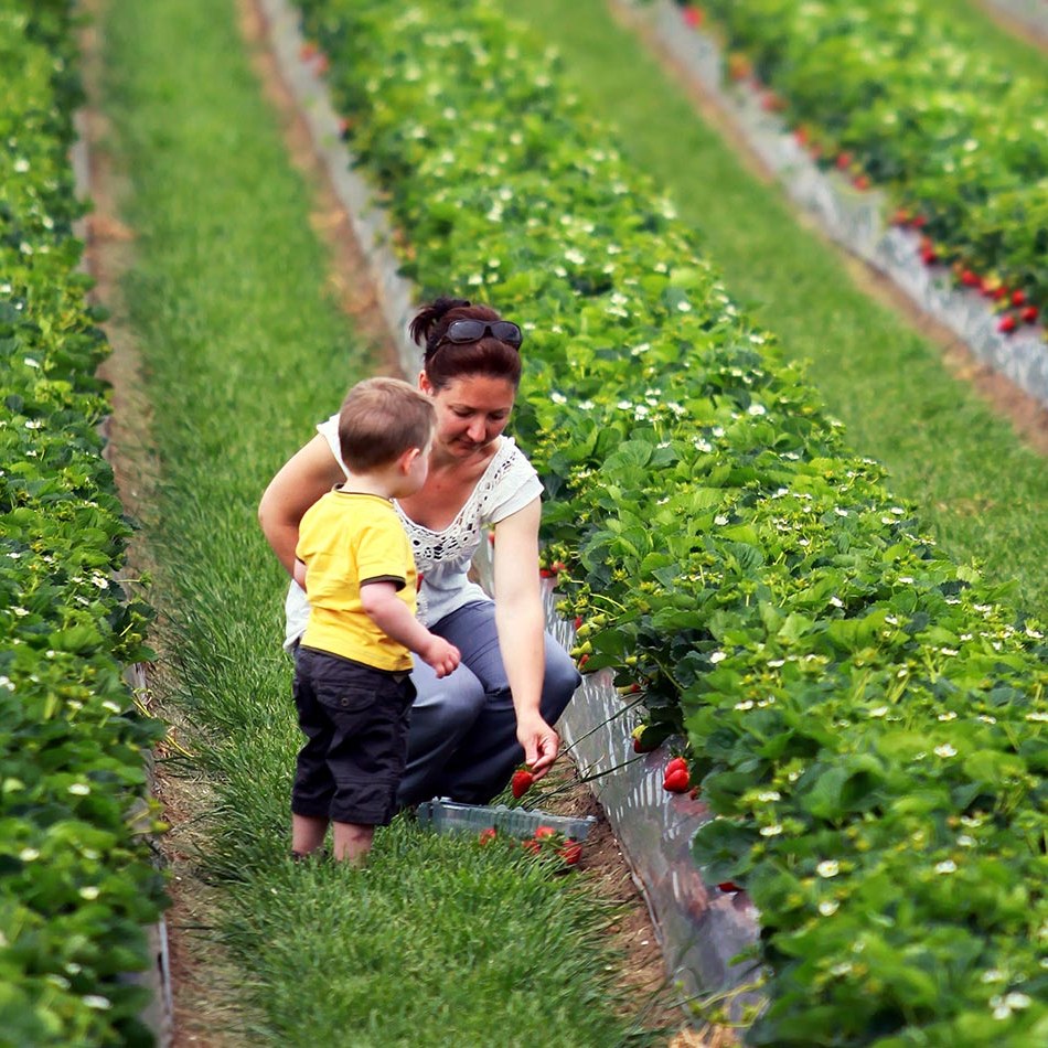 Strawberry Picking